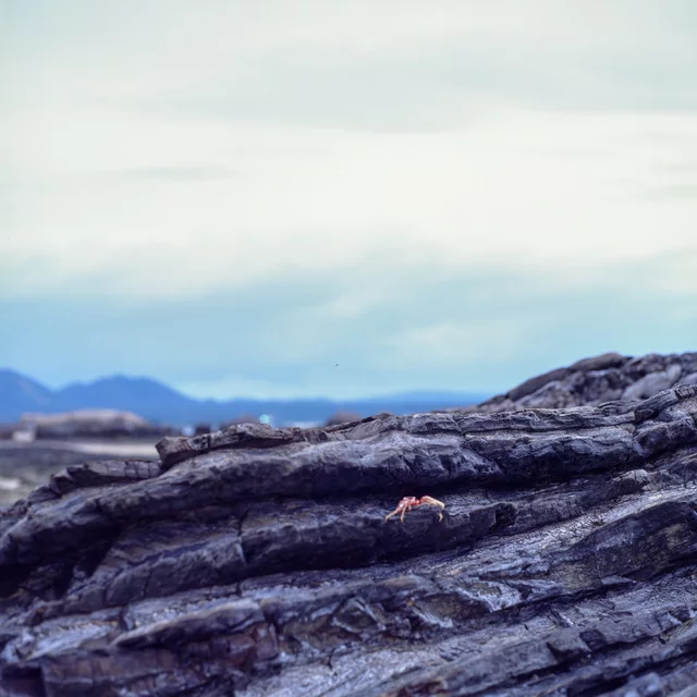 A small crab on layered coastal rocks beneath a pale sky