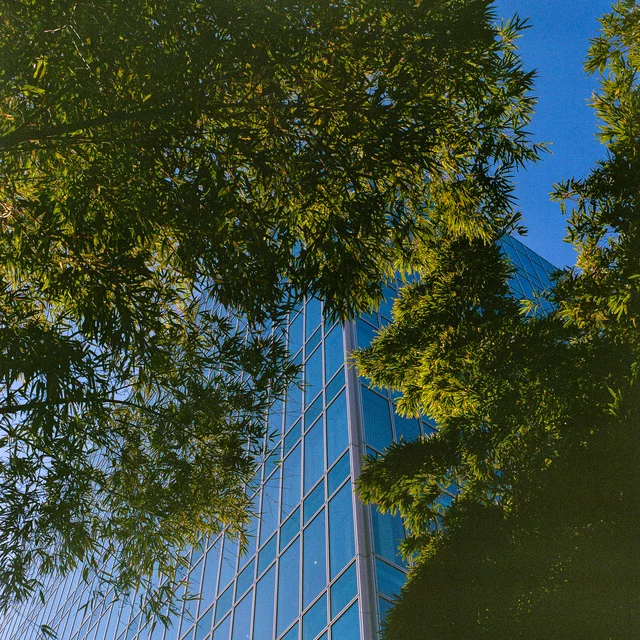 Bamboo leaves framing a blue glass building against the sky