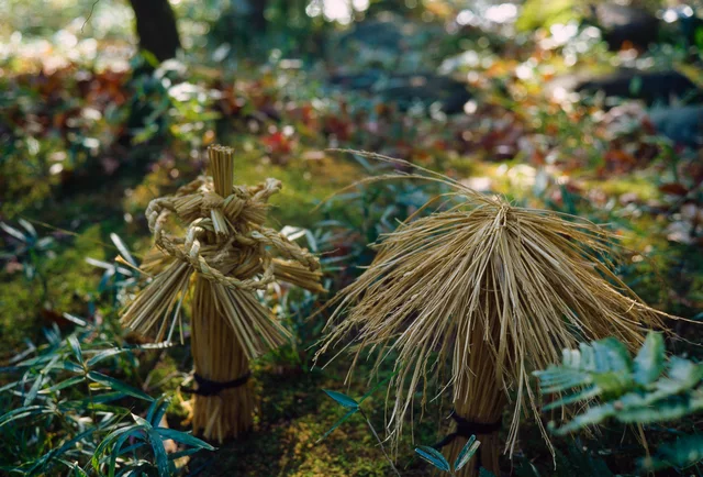 Tied straw bundles and a conical straw covering among garden plants