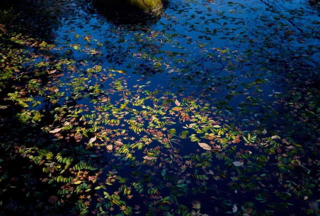 Yellow and red fallen leaves floating on blue water