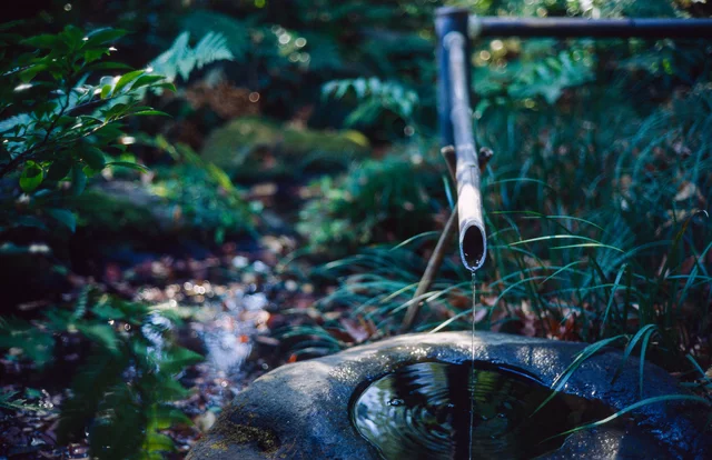 A bamboo spout trickling into a stone water basin among green plants