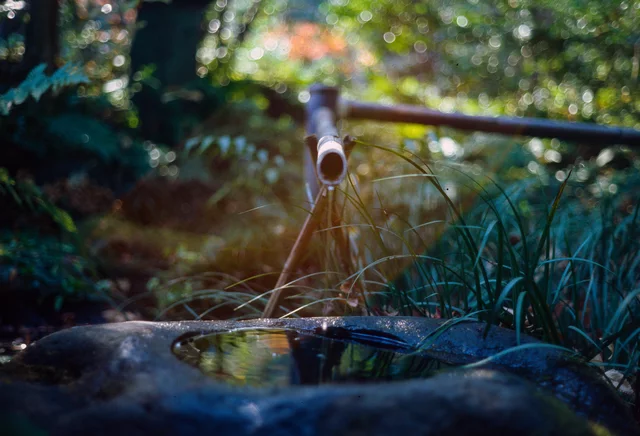 A bamboo water spout above a shallow stone basin in a leafy garden