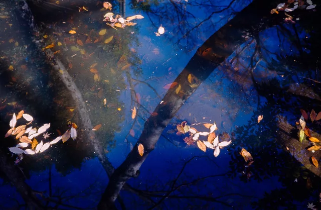 Golden leaves floating on dark water reflecting tree branches and blue sky