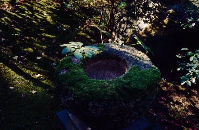 A moss-covered stone basin surrounded by ferns and garden foliage
