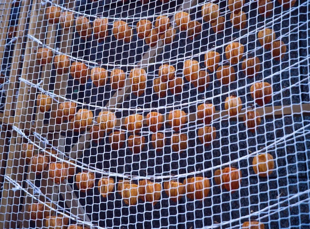 Rows of orange fruit hanging to dry behind white netting