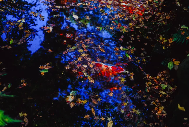 Red and yellow leaves on dark water reflecting blue sky and tree branches