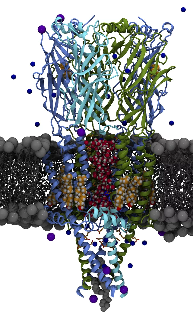 α3β4 nAChRs — scientific visualisation from the Simulation collection