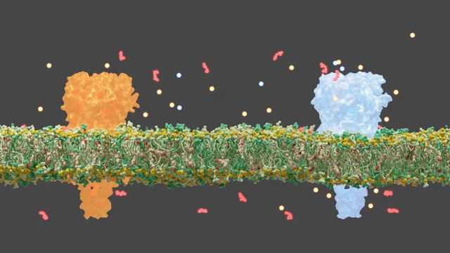 α7 nAChRs — scientific visualisation from the Simulation collection